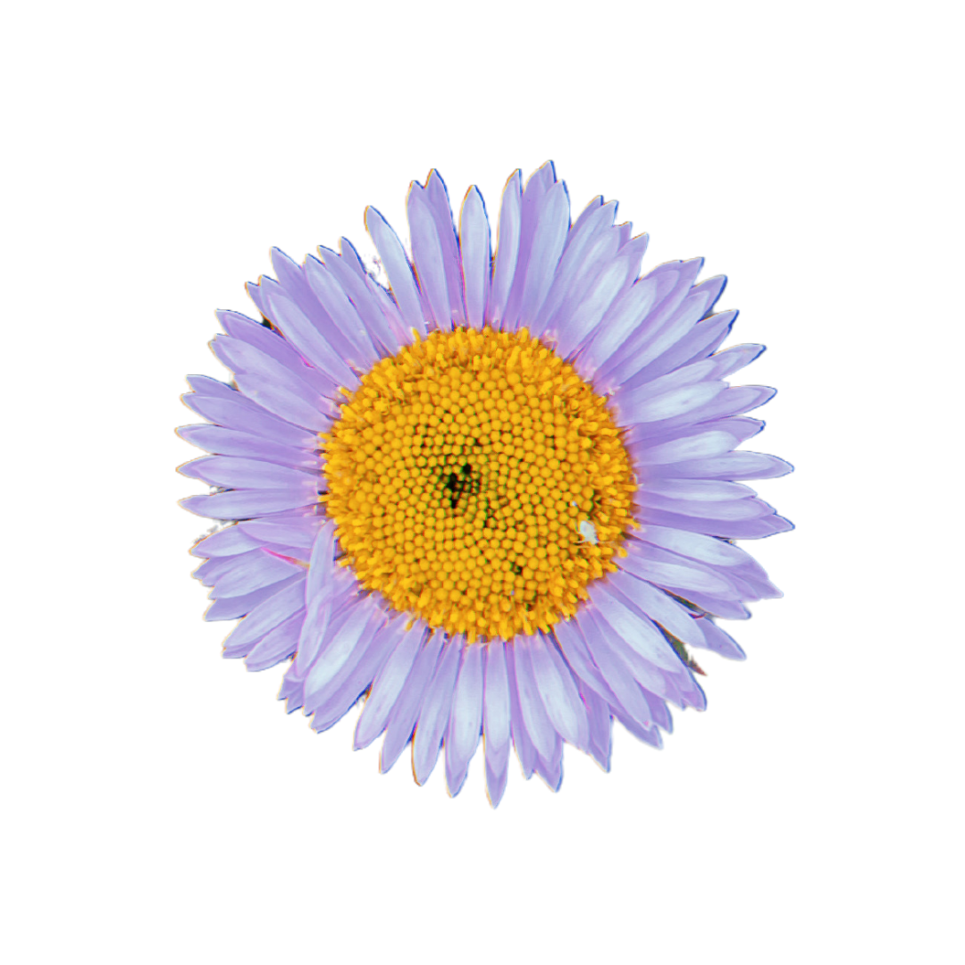 A Himalayan fleabane, a small flower with a bright gold center and lilac-colored thin petals, blossoms