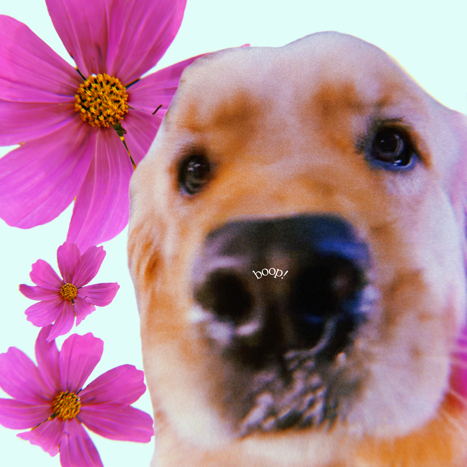 An adolescent female Golden Retriever extends her snout towards you as she is surrounded by pink Cosmos flowers