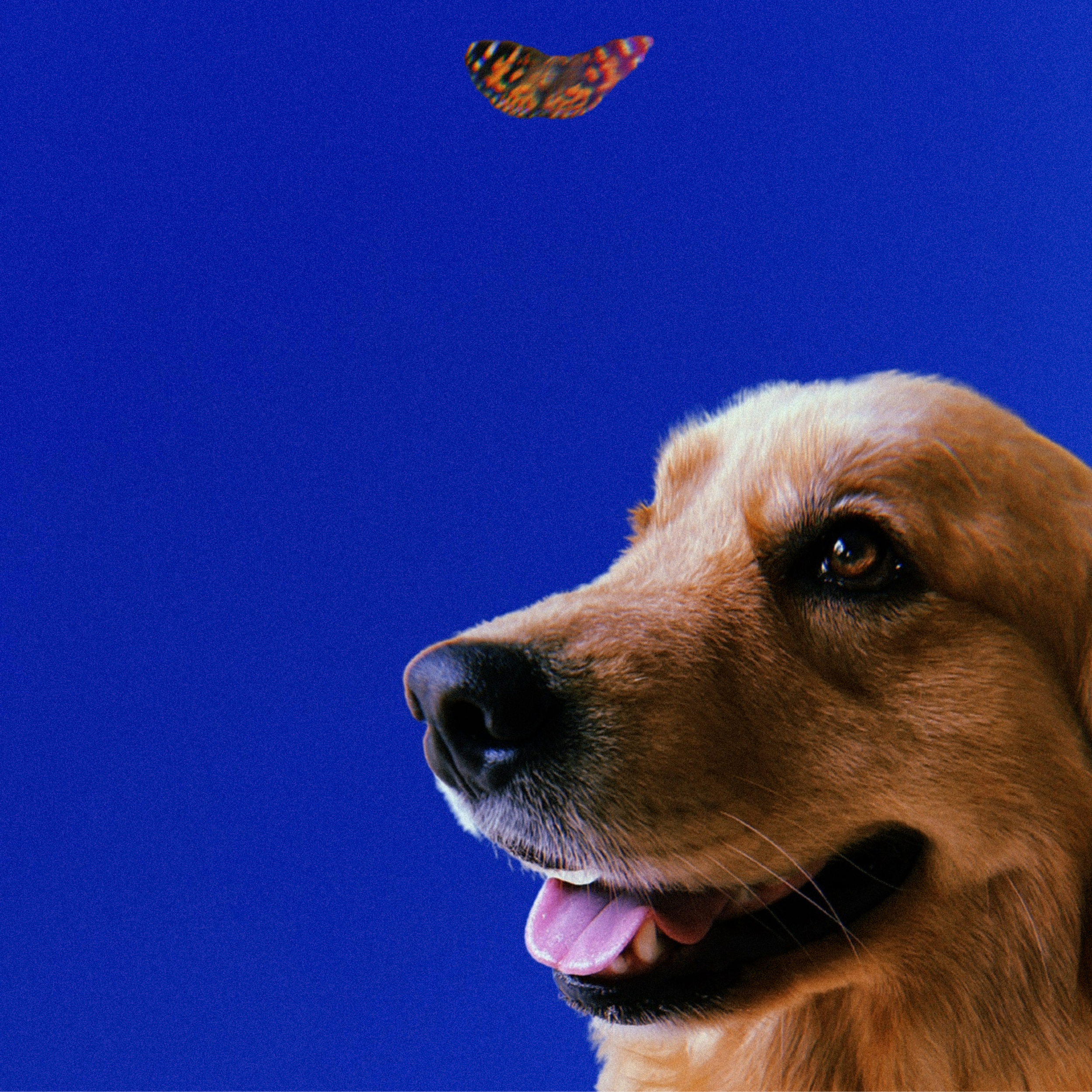 An adolescent female Golden Retriever smiles as she looks up at a monarch butterfly flying overhead