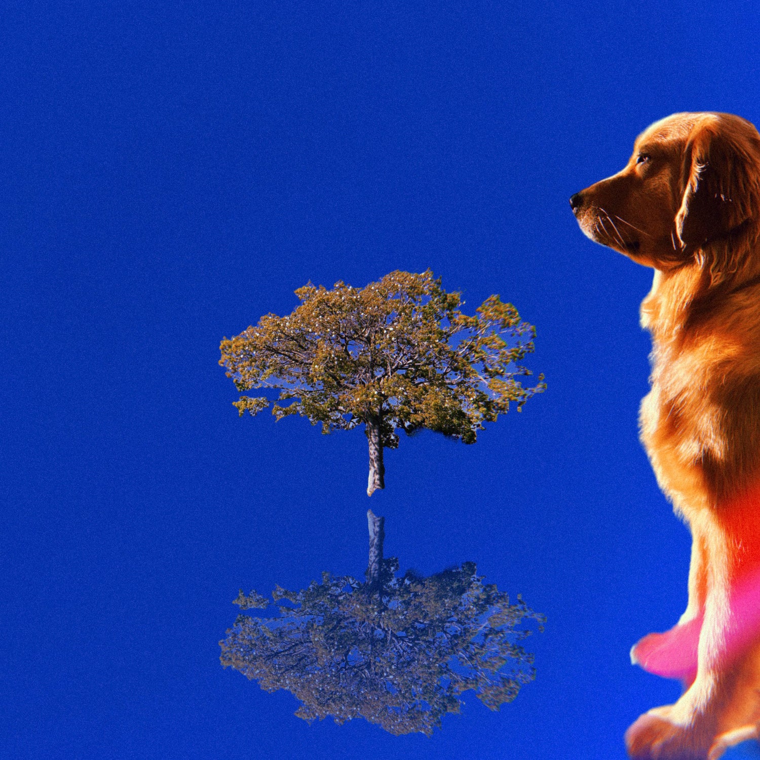 An adolescent female Golden Retriever meditates at dusk with a grown Silk Floss Tree and blue sky in the background
