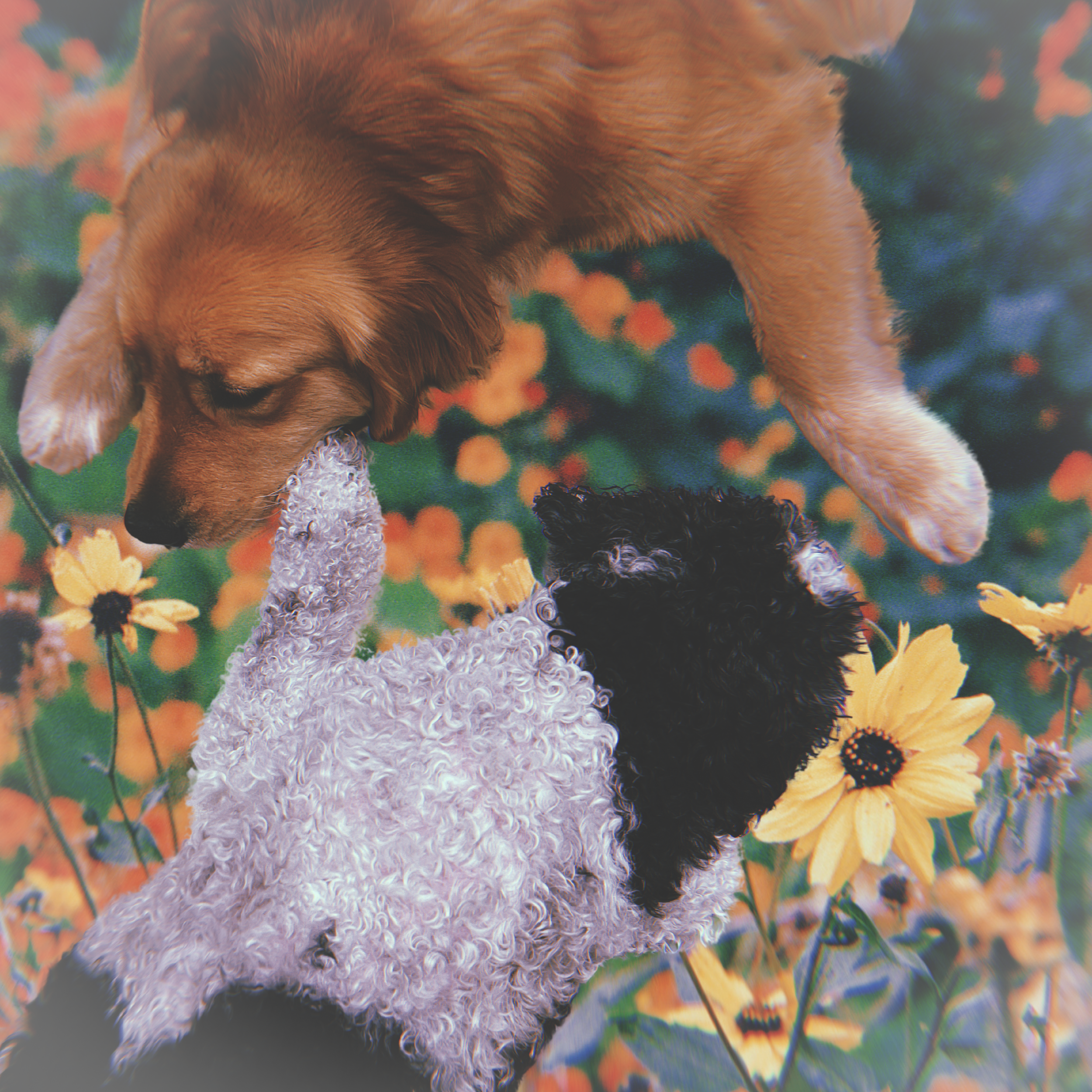 An adolescent female Golden Retriever and Therapy Dog rests her head by a senior black and white Cockapoo's paw to comfort her. Behind them are Black Eyed Susans.