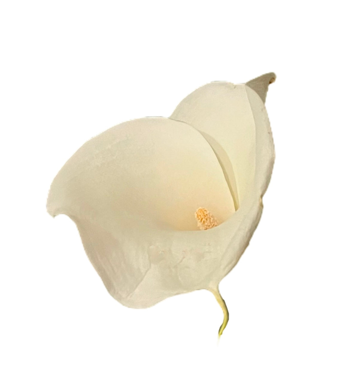 A white Lily flower blooms